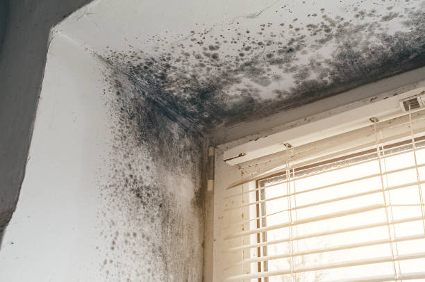 Affordable Mold Inspection And Testing solutions in Edgewater, CO